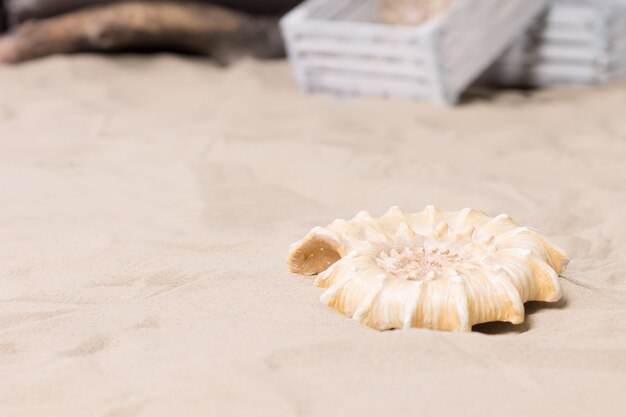 Coquille de mer en spirale décorative unique allongée sur le sable de la plage dans un affichage ou une exposition à thème marin ou nautique avec espace pour copie avec de vieilles caisses en bois blanc en arrière-plan