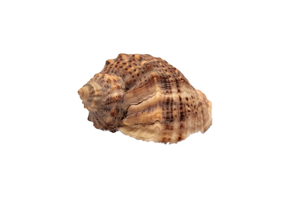 Coquille de mer vide, isolé sur fond blanc, gros plan de coquille marine, coquille de palourde brune