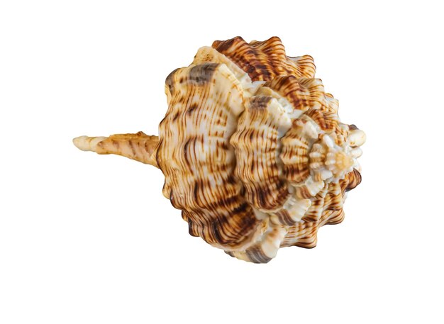 Coquille de mollusque de mer Woodcock Murex lat Haustellum haustellum isolée sur fond blanc