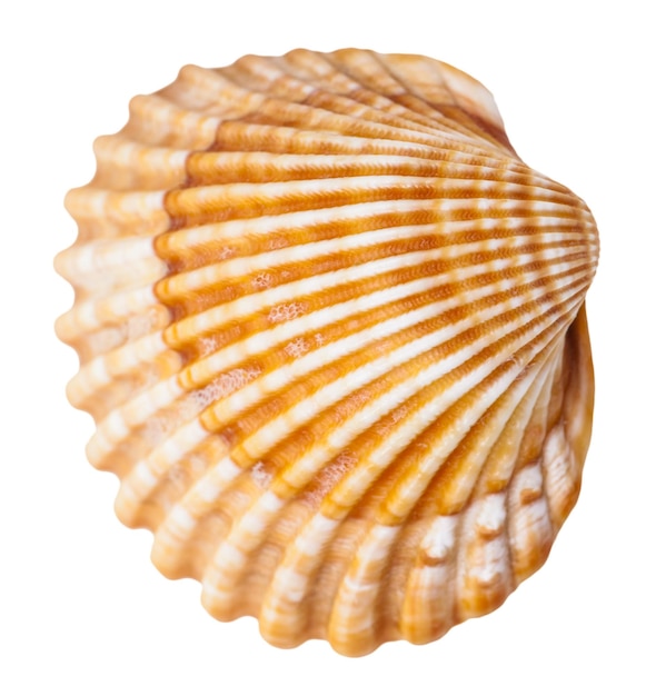 Photo coquille de mollusque palourde isolé sur blanc