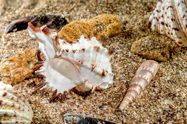 La coquille de Murex Indivia sur le sable