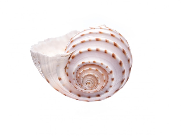 Coquille Naturelle De La Mer, Forme Originale De La Vie Marine. Abri De Sécurité Pour Isolat Blanc De Mollusques Et Crustacés.