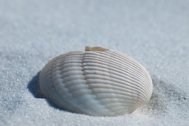 Coquille d'océan sur la plage de Mexico, en Floride.