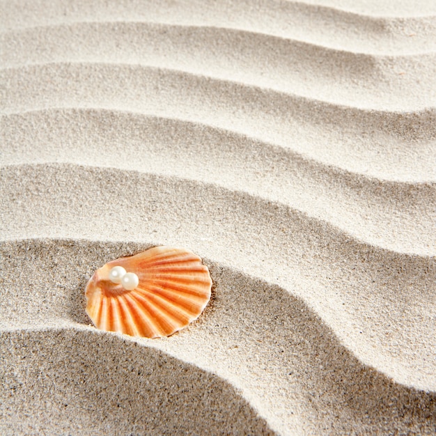 coquille de palourde macro sable blanc