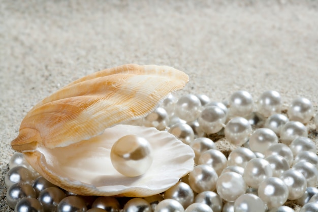 coquille de palourde macro sable blanc