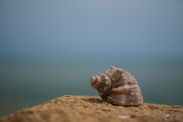 Coquille de rapana sur pierre sur le fond de la mer