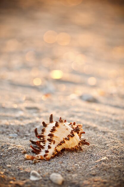 Coquille sur le sable de la mer