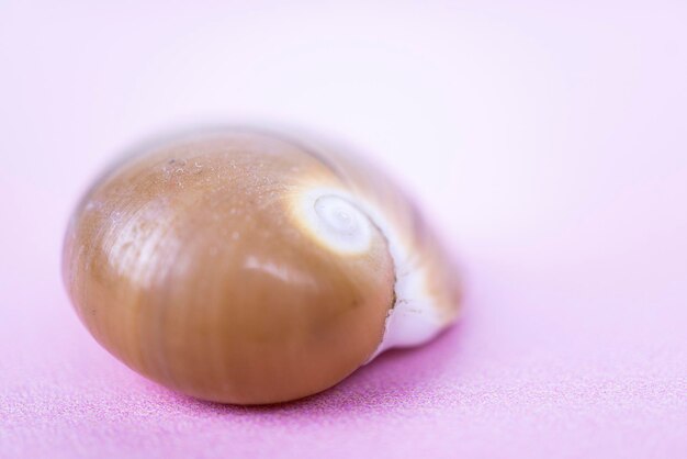 Une coquille en spirale d'escargot de mer brune