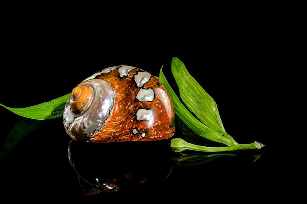 Coquille de turban sud-africaine sur un fond noir