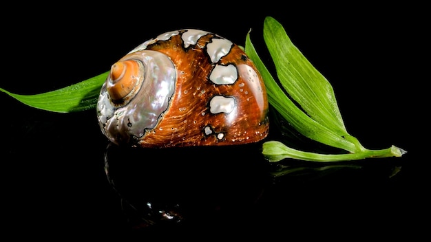 Coquille de turban sud-africaine sur un fond noir