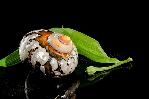 Photo coquille de turban sud-africaine sur un fond noir