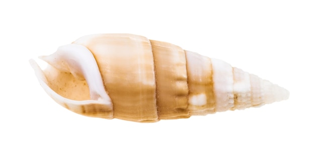 Coquille vide de mollusque cerith isolé sur blanc