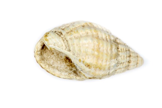 Coquille