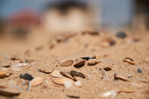 Coquilles dans le sable sur le fond de la plage. Mise au point sélective