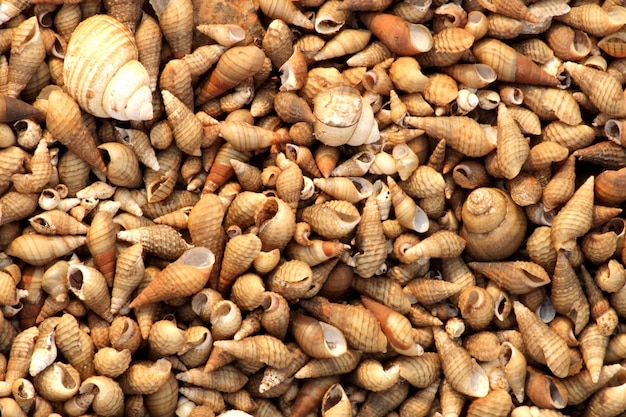 Coquilles d'escargots de rivière sur la rive du fleuve