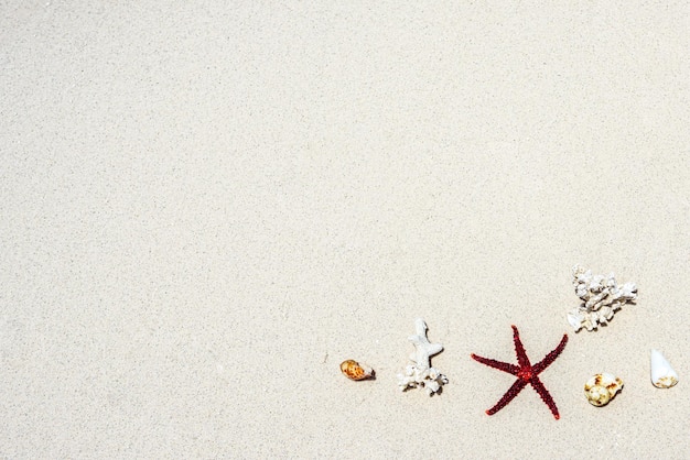 Coquilles d'étoiles de mer sur le sable au bord de l'océan Indien