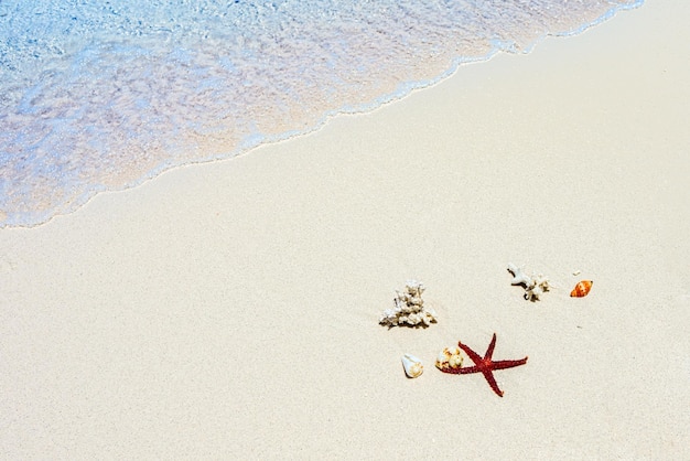 Coquilles d'étoiles de mer sur le sable au bord de l'océan Indien