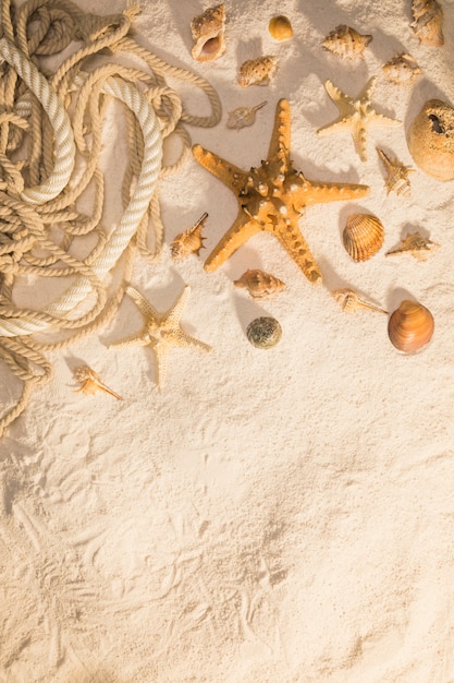 Coquilles de gastéropodes et cordes sur le sable