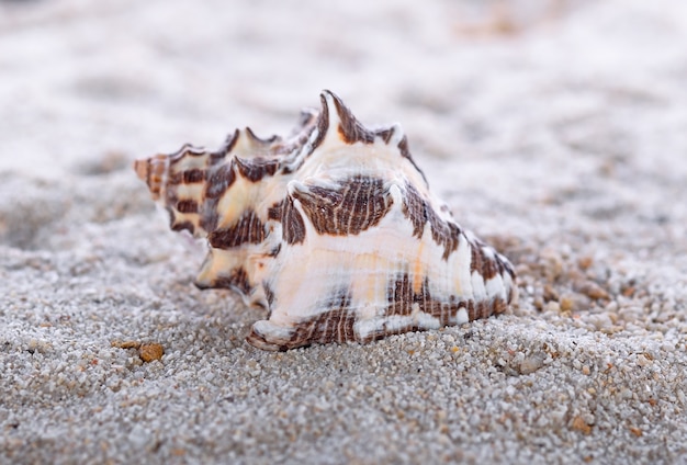 Coquilles de mer avec du sable comme toile de fond