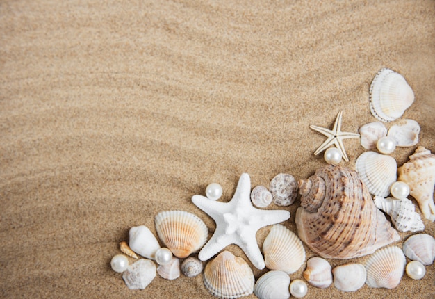 Coquilles de mer avec du sable comme toile de fond