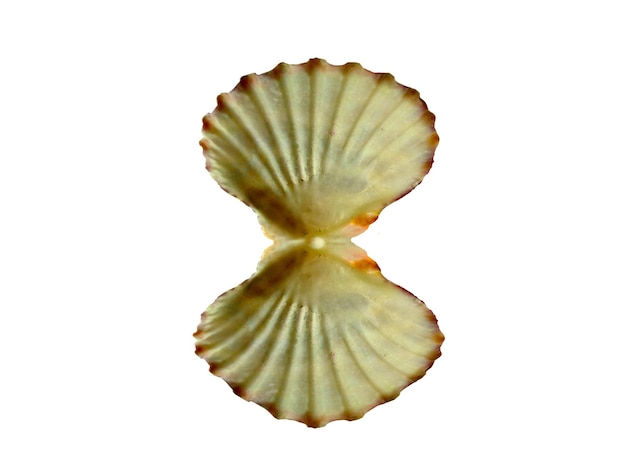 Coquilles de mollusques isolés sur fond blanc Huître avec fond blanc