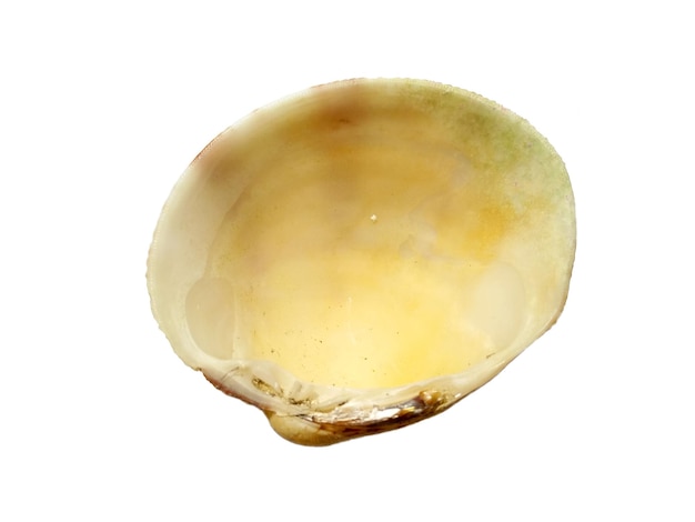 Coquilles de mollusques isolés sur fond blanc Huître avec fond blanc
