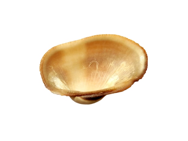 Coquilles de mollusques isolés sur fond blanc Huître avec fond blanc