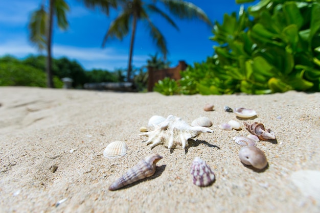 Coquilles sur la plage de sable