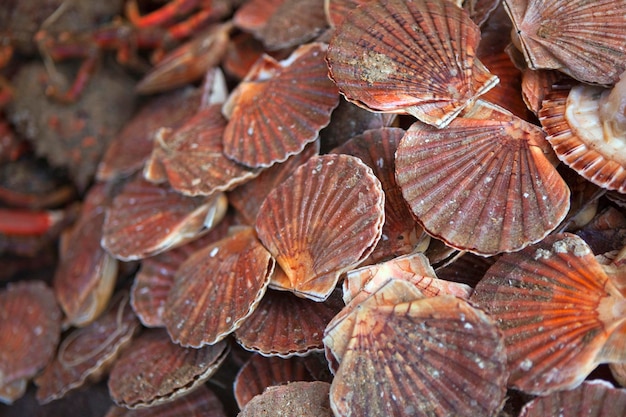 Photo coquilles saint-jacques