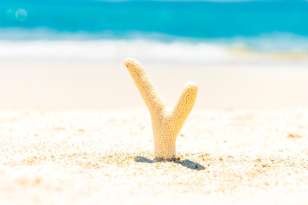 Corail blanc sur la plage de sable et l'eau bleue comme fond de vacances d'été