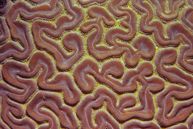 Le corail cérébral Platygyra daedalea