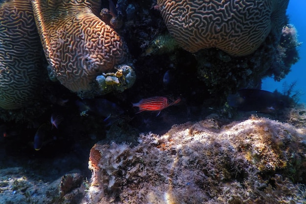 Corail cerveau au fond de la mer