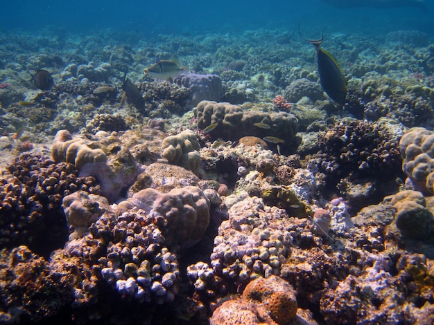 Corail coloré