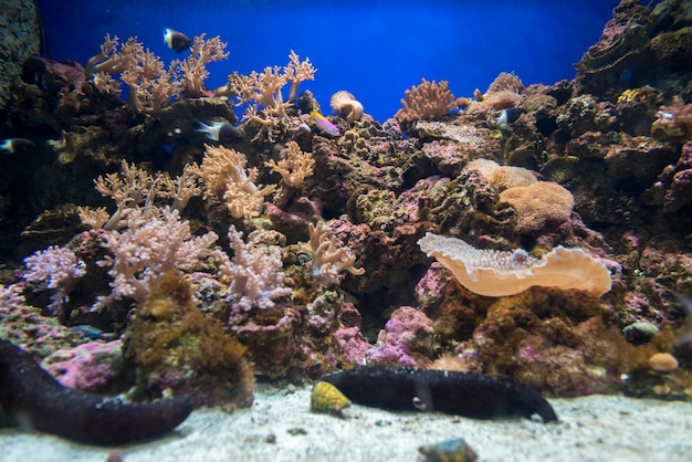 Corail, dans, aquarium, japan osaka