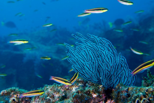 Corail de gorgones sur l'océan d'un bleu profond