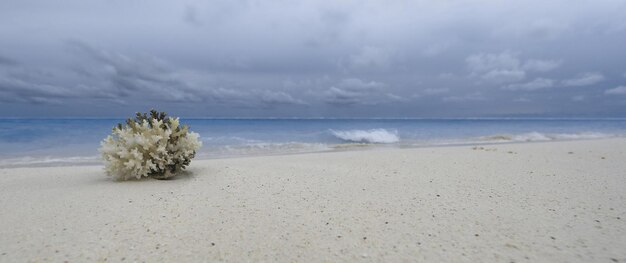 corail de mer sur le sable blanc au bord de l'océan