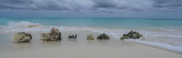 corail de mer sur le sable blanc au bord de l'océan