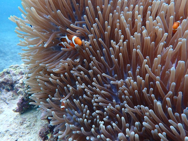 Le corail en mer