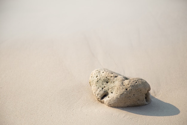 Corail mort sur la plage le matin