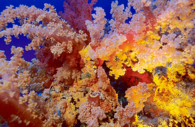 Le corail mou Dendronephthya de la mer Rouge