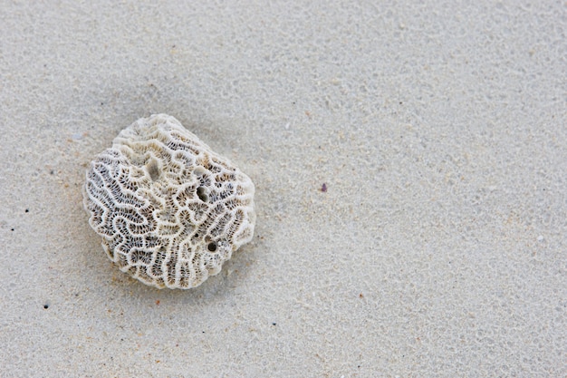 corail sur la plage de sable après la pluie