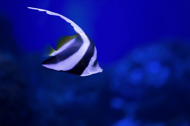 Le corail poisson fanion tropical flotte dans l'eau bleue