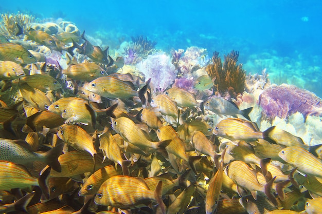 Photo corail récif des caraïbes poisson maya riviera grunt