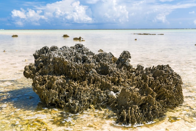 corail rocheux sur une plage en Polynésie française