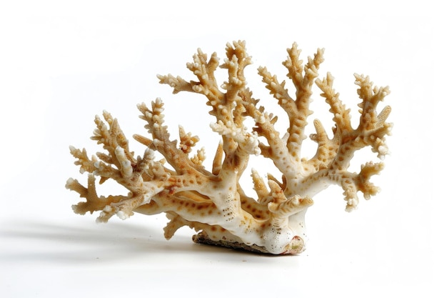 Le corail vibrant de Staghorn Porites isolé sur le blanc