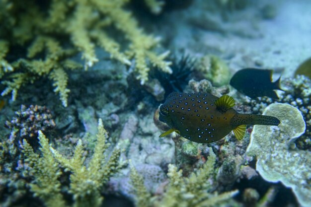 Corail vinaigrier sous la mer dans l'île Cockburn du Myanmar