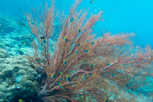 Photo coral algues corail