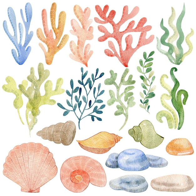 Coraux d'algues à l'aquarelle et illustration marine de coquillage