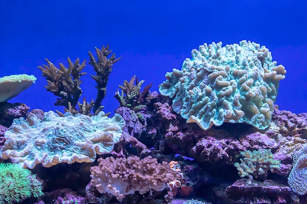 Coraux colorés sous la mer en Thaïlande.