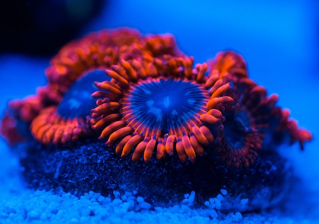 Coraux dans un aquarium marin.